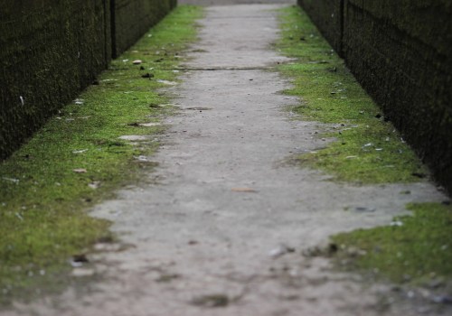 Why Hire Professionals for Mold Removal and Electric Work